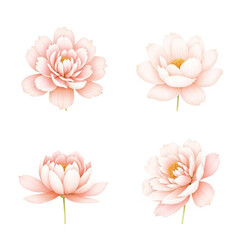 Naklejka premium Elegant Blush Pink Lotus Flower Collection: Soft, Romantic, Watercolor Style Botanical Illustrations.