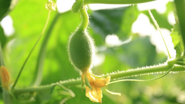 water gourd or vegetable gourd plant, young plants, winter melon garden, wax gourd farm nature, marrow organic in the plantation, ash gourd farming, home gardening tropical of asian