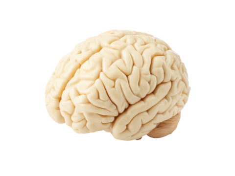 Human brain model anatomy study medical science research, Isolated On Transparent Background, Png