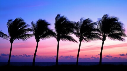 Sunset with a row of tall palm trees silhouetted against the sky