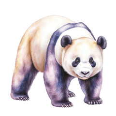 Fototapeta premium Adorable panda bear walking on all fours with soft fur and distinctive black and white markings
