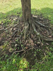 roots of the Cape tree (Mimusops elengi) family Sapotaceae