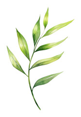 Fototapeta premium PNG Green Papyrus frond illustration watercolor plant.