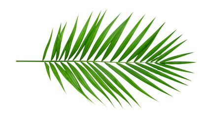 Obraz premium Tropical palm tree with green leaves and fresh leaves isolated on white background