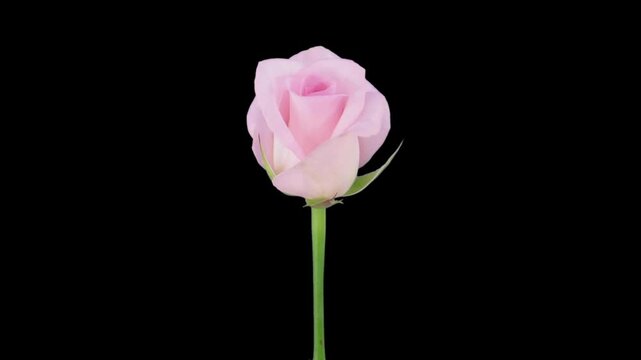 Time lapse of opening Sweet Akito rose
