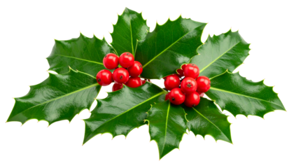 Christmas holly tree with red berries, green leaves, festive decorations isolated on white background