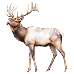 Fototapeta premium Elegant majestic deers with large antlers standing in natural forest setting with detailed fur