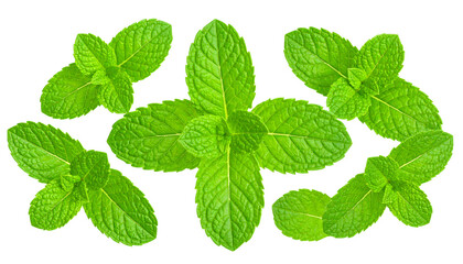 Fresh green mint leaves isolated on white background