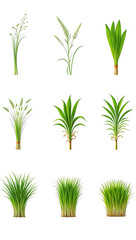 Fototapeta premium Vibrant Green Grass and Herb Collection: Realistic Botanical Illustrations, Isolated on White Background.