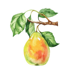 Watercolor pear on white. Watercolour illustration.