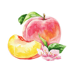 Watercolor red peach on white. Watercolour illustration.