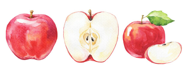 Watercolor red apple set on white. Watercolour illustration.