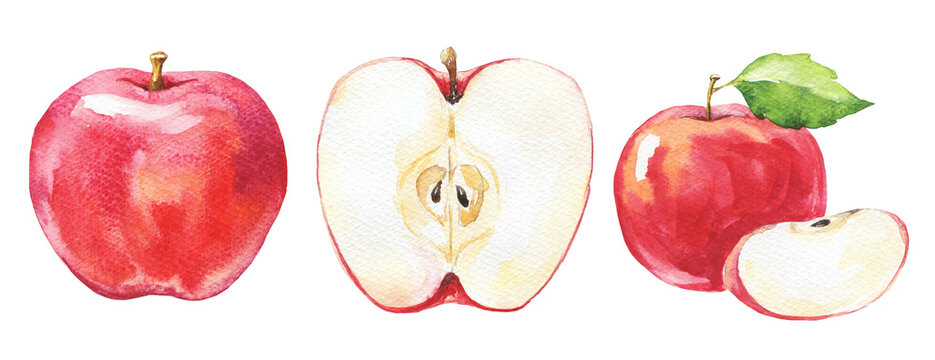 Watercolor red apple set on white. Watercolour illustration.