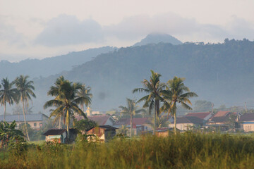 tropical landscape with palm trees