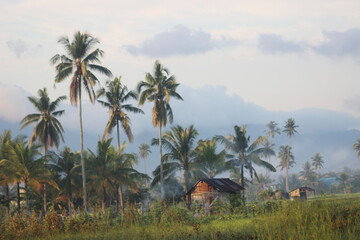 tropical landscape with palm trees