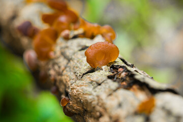 Wood ear mushrooms grow on dead wood or hardwood logs. They can be used as food or eaten in many ways,mushrooms in the rainforest. close-up macro photography.