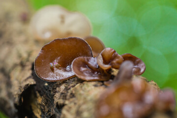 Wood ear mushrooms grow on dead wood or hardwood logs. They can be used as food or eaten in many ways,mushrooms in the rainforest. close-up macro photography.