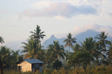 palm trees on the beach