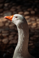 Bie beautiful  white Goose