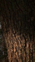 tree bark texture