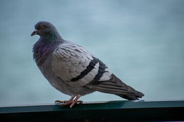 Homing pigeon Greece
