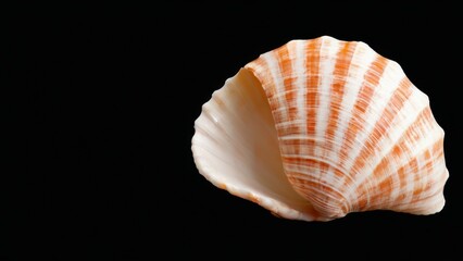 Closeup Seashell with Diagonal Striped Pattern on White, Orange, and Brown Surface, Textured Edges, Black Background