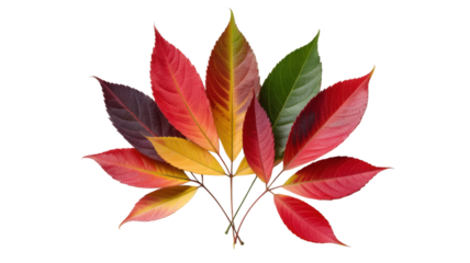 Autumn foliage gradient arrangement isolated on a transparent background fall leaves