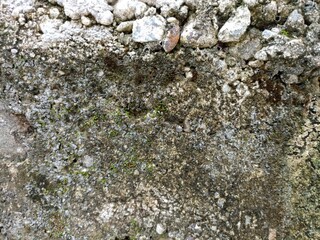 Rough Concrete Surface with Moss and Exposed Aggregate. Close-up of a weathered concrete wall with gravel texture and moss growth. Perfect natural texture for design, backgrounds, or overlays