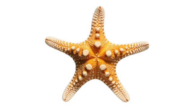 Orange and White Starfish with Textured Arms isolated on a transparent background marine ocean