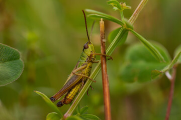 Close-up shot of a grasshopper in wild greenery, vivid detail of insect anatomy perfect for biological and ecological visuals