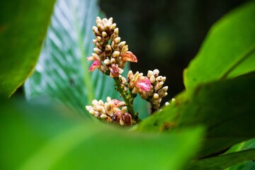 Emerging Tropical Flower Buds Among Green Leaves