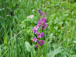 Shooting Star Wildflower Blooming along Jean Lunning Trail, Indian Peaks Wilderness, Colorado