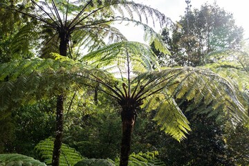 Canopy of a Giant Fern, Sabah, Malaysia