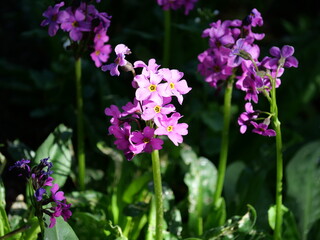 Parry's Primrose Blooming Along Jean Lunning Trail, Indian Peaks Wilderness, Colorado in Summer