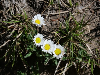 White Alpine Daisies Blooming Along Jean Lunning Trail, Indian Peaks Wilderness, Colorado