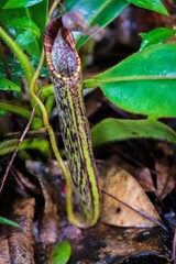 Carnivorous Pitcher Plant in its Lush Rainforest Habitat, Mount Kinabalu, Sabah, Malaysia