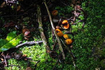 Forest Floor with Moss, Twigs, and Fallen Berries