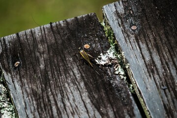 Small Insect on Weathered Wooden Plank with Lichen