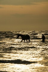 Silhouette of Man and Horse in the Ocean at Sunset, Sabah, Malaysia