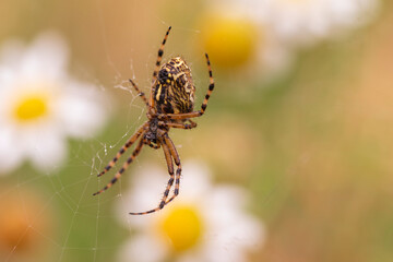 Macro close‑up of patterned orb‑weaver spider hanging in delicate web against soft daisy flower...