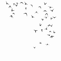 "Flock of Birds in Flight Silhouette"