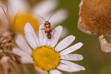 Colorful true bug resting on a fresh daisy bloom with water drops on white petals, nature macro photography