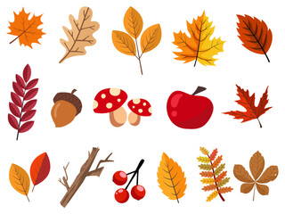 leaves plant colorful and elements for autumn season on white background.