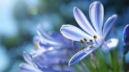 Fototapeta premium Delicate blue agapanthus flower with golden stamens purple white