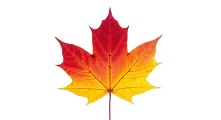 Obraz premium Red and Yellow Autumn Maple Leaf Isolated on White 1