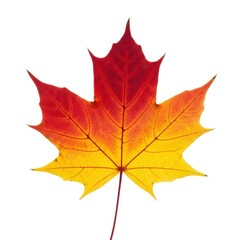 Obraz premium Red and Yellow Autumn Maple Leaf Isolated on White 4