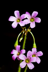 Closeup of large-flowered pink-sorrel