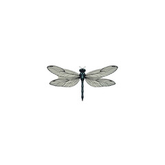 A delicate dragonfly with intricate wing patterns is isolated against a stark, clean black background offering a striking contrast.