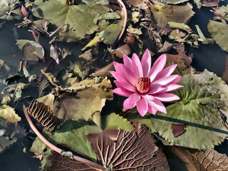 Natural pink lotus flower blooming on pond with rustic green leaves and organic water surface,...