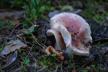 interesting shaped Flirt fungus - Russula vesca.